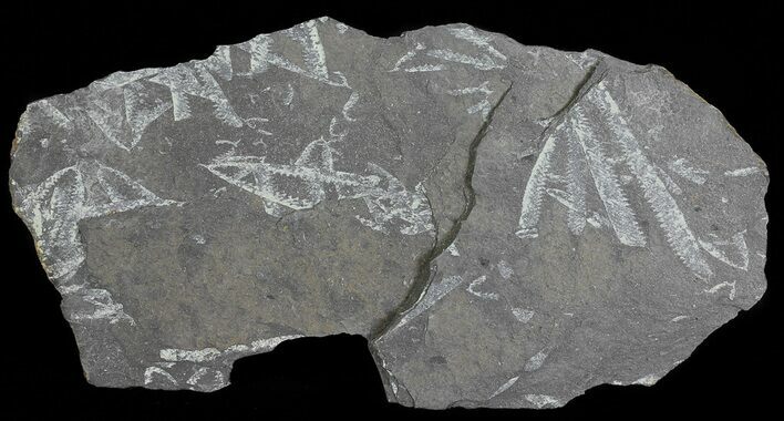 Fossil Graptolites (Didymograptus) - Great Britain #66631